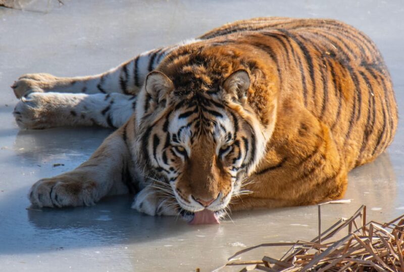 Ranthambore Safari Booking-Sharing Gypsy and Sharing Canter - FAQ