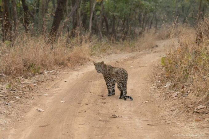Ranthambore: Skip-the-Line Tiger Safari in Sharing Canter - Customer Experiences and Ratings