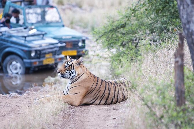 Ranthambore Tiger Reserve Day Trip From Jaipur All Inclusive - Key Points