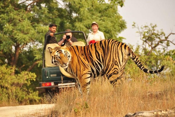 Ranthambore Tiger Reserve Day Trip From Jaipur All Inclusive - What to Expect on Safari