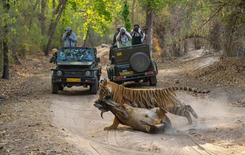 Ranthambore Tiger Reserve ( Tiger Safari ) - Key Points