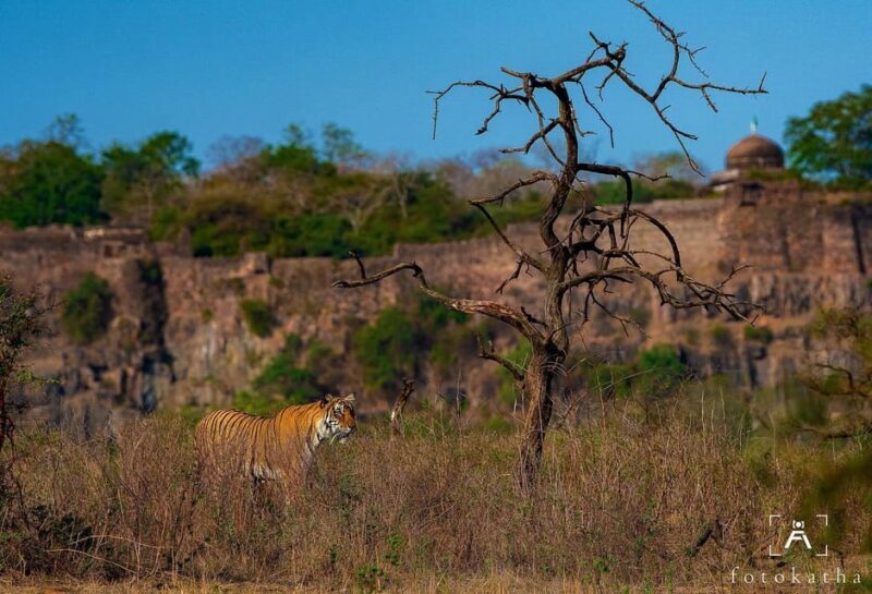 Ranthambore Tiger Reserve ( Tiger Safari ) - An In-Depth Look at the Ranthambore Tiger Safari