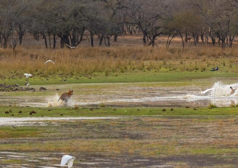 Ranthambore Tiger Reserve ( Tiger Safari ) - Who Will Love This Safari?