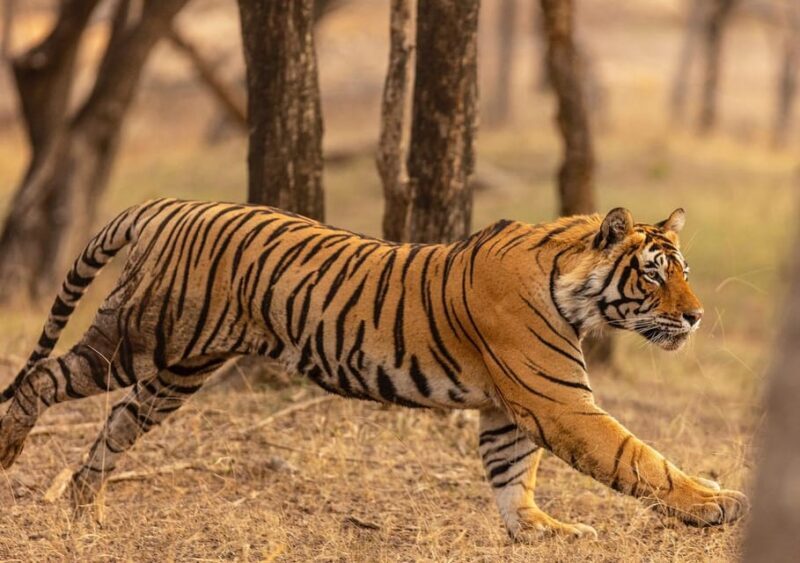 Ranthambore Tiger Reserve ( Tiger Safari ) - Final Thoughts: Is It Worth It?