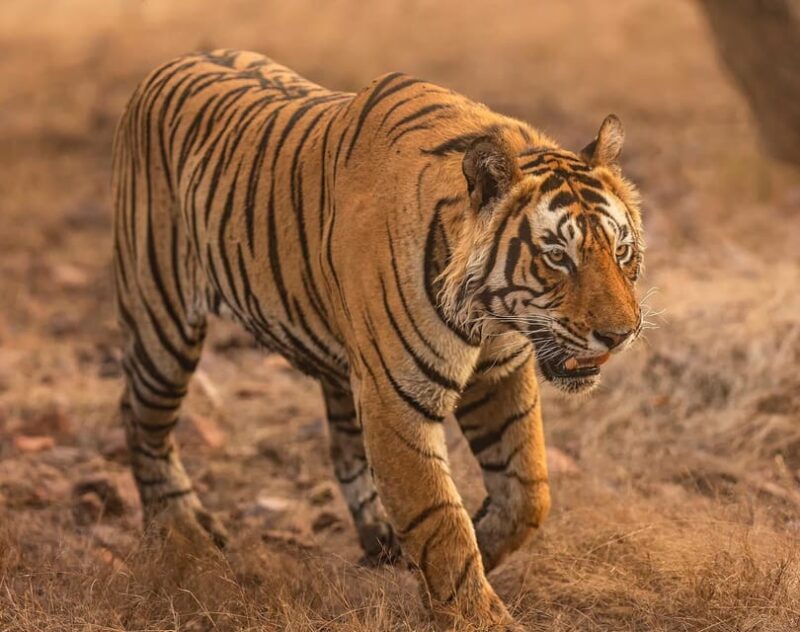 Ranthambore Tiger Reserve ( Tiger Safari ) - FAQ