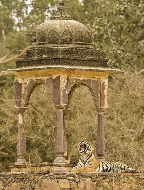 Ranthambore Wildlife (Tiger Safari)Full Day Tour From Jaipur - Transportation Details