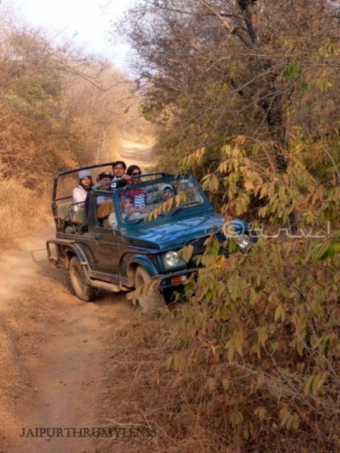 Ranthambore Wildlife (Tiger Safari)Full Day Tour From Jaipur - Itinerary Highlights
