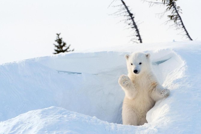 Ranua Wildlife Park Day : Visit the Arctic Animals! - Good To Know