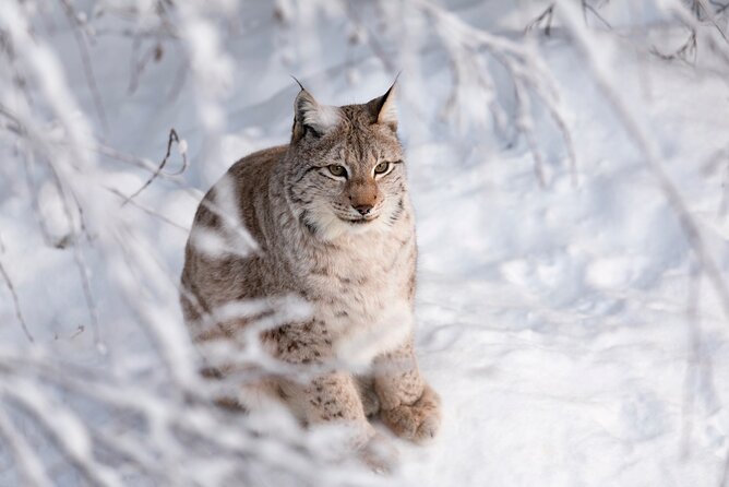 Ranua Wildlife Park Day : Visit the Arctic Animals! - Included Amenities and Services