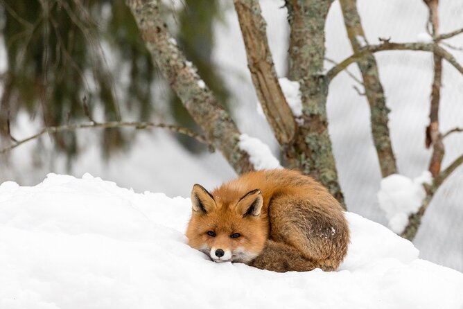 Ranua Wildlife Park Day : Visit the Arctic Animals! - Accessibility Features at the Park