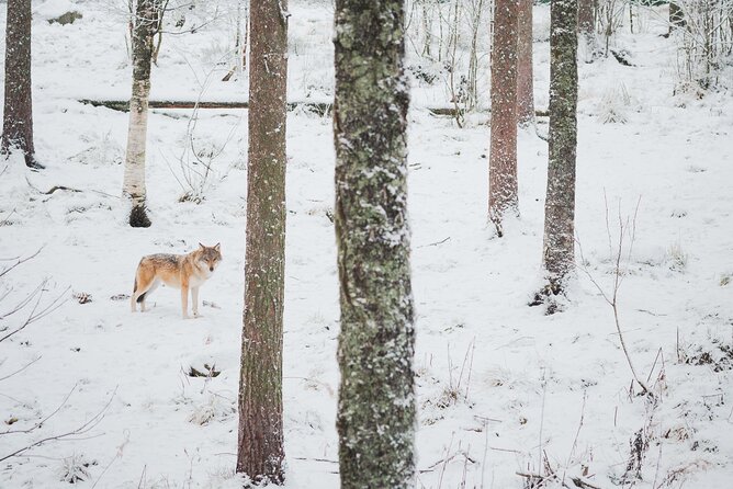 Ranua Wildlife Park Day : Visit the Arctic Animals! - Pricing and Booking Details