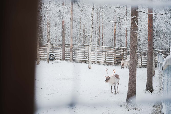 Ranua Wildlife Park Day : Visit the Arctic Animals! - Visitor Reviews and Experiences