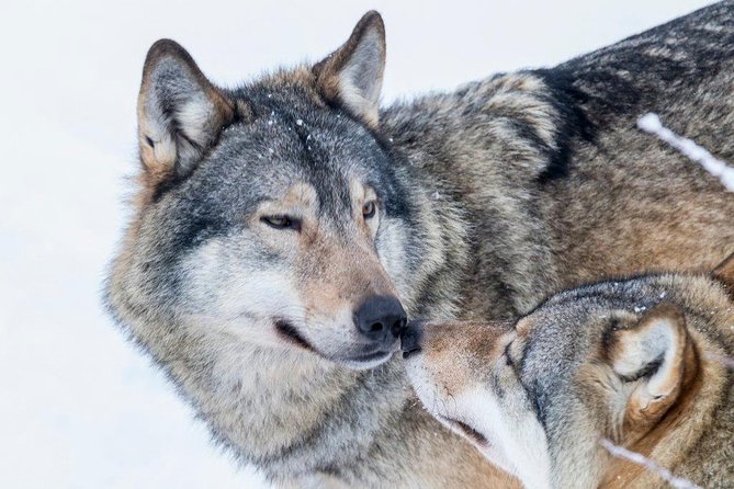Ranua Wildlife Park Day : Visit the Arctic Animals! - Tips for Your Wildlife Adventure