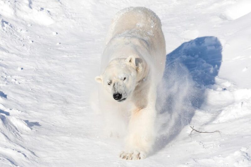 Ranua: Wildlife Park Entrance Ticket - Key Points