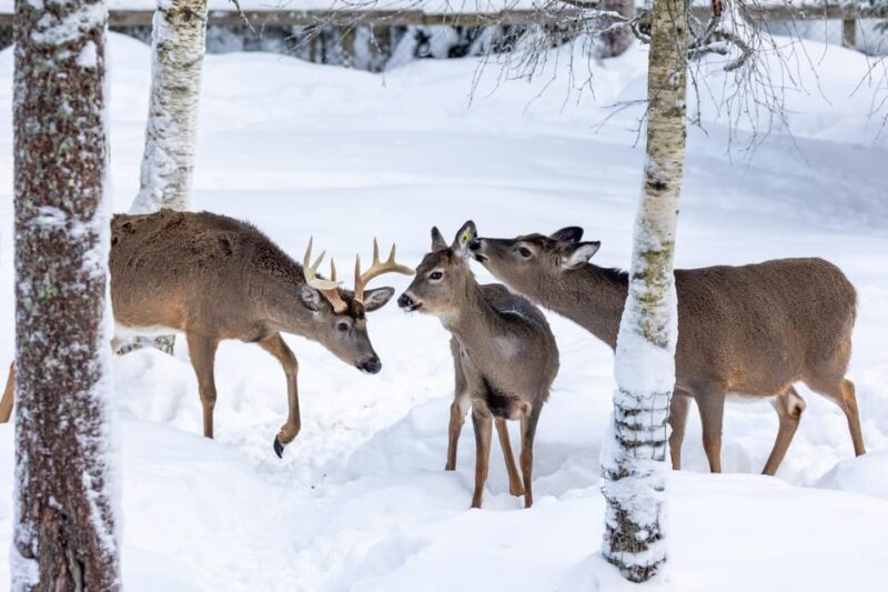 Ranua: Wildlife Park Entrance Ticket - Practical Information and Tips