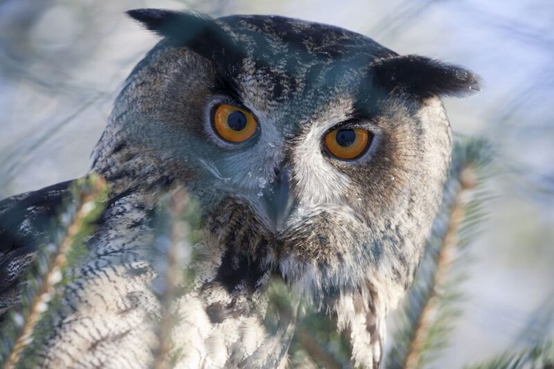 Ranua Wildlife Park Guided Tour From Rovaniemi - Highlights of the Experience