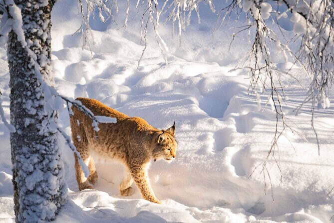 Ranua Wildlife Park Photography Tour - Clothing and Comfort in the Arctic