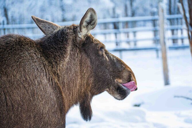 Ranua Wildlife Park Photography Tour - Pricing and Overall Value