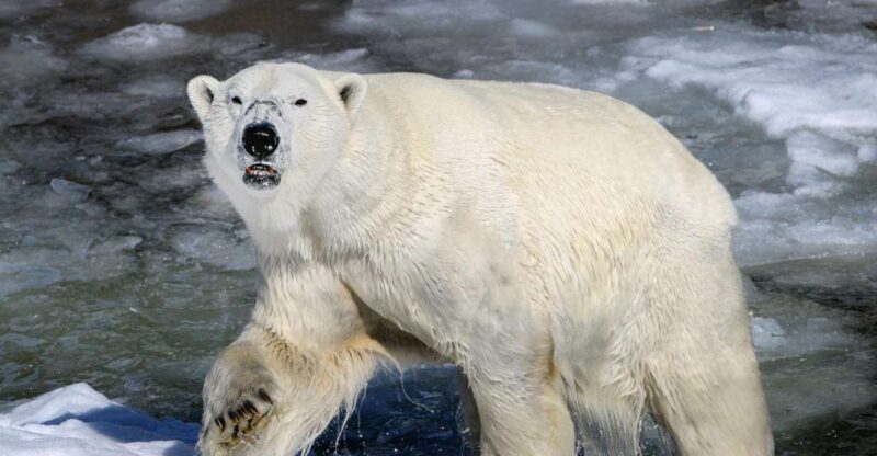 Ranua: Wildlife Park Tour - Key Inclusions and Logistics