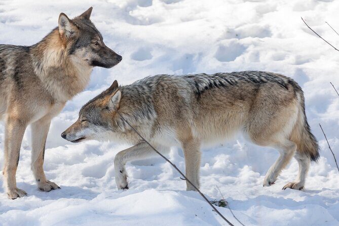 Ranua WildLife Zoo Park - The Value of the Tour