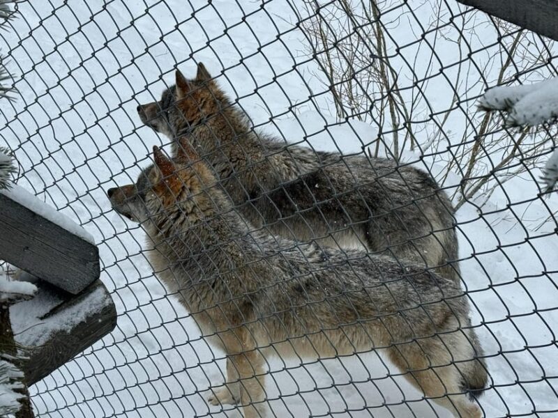 Ranua Wildlife zoo tour with lunch buffet included - The Sum Up