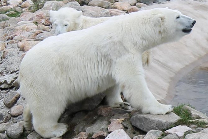 Ranua Zoo Family Tour From Rovaniemi - Group Size and Experience