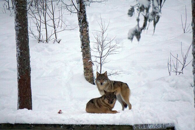 Ranua Zoo- Guided day tour from Rovaniemi - Key Points