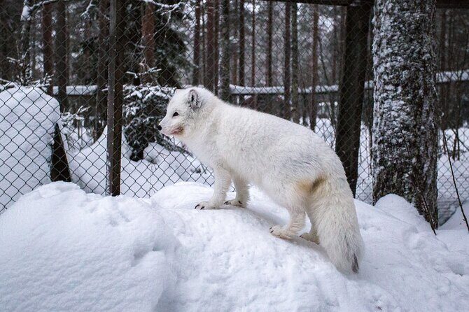 Ranua Zoo Tour (private service) - Key Points