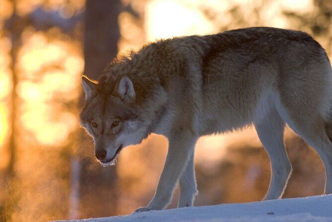 Ranua Zoo Tour (private service) - The Flexibility and Duration of the Tour