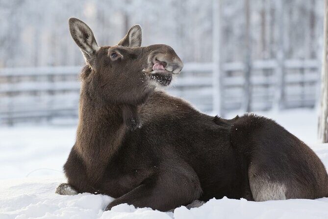 Ranua Zoo Tour (private service) - Booking and Practical Tips