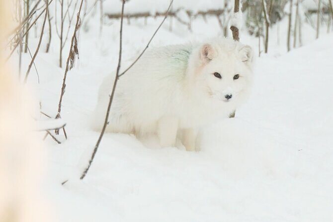 Ranua Zoo Tour (private service) - Who Will Love This Tour?