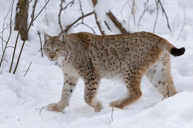 Ranua Zoo Tour (private service) - Final Thoughts