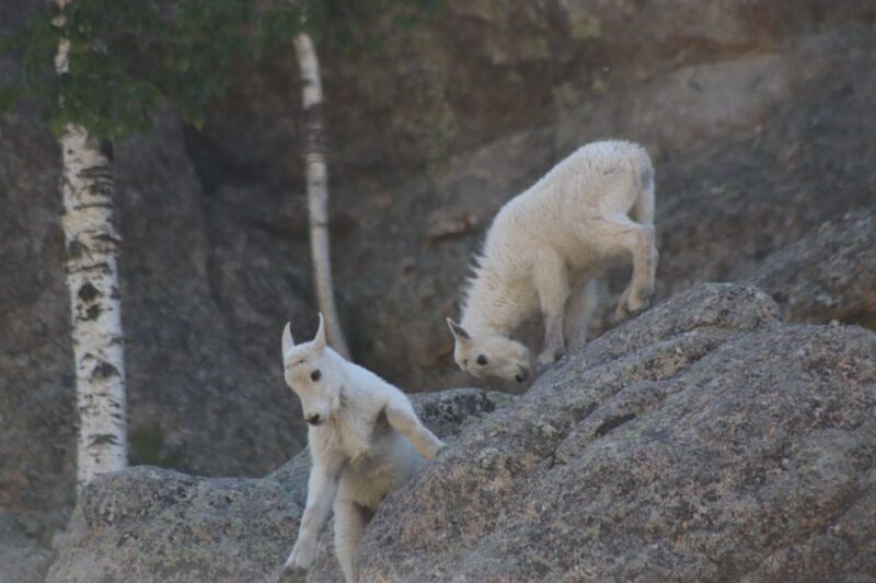 Rapid City: Black Hills Parks, Monuments & Mount Rushmore - Introduction: What Makes This Tour Stand Out
