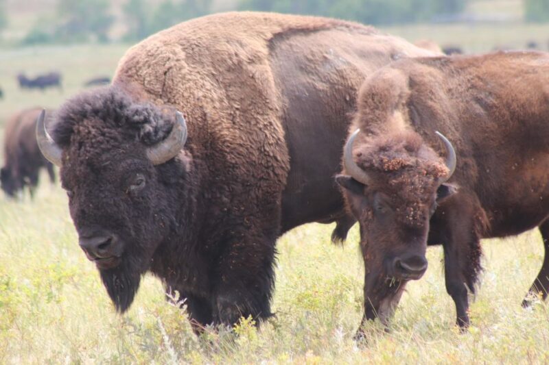 Rapid City: Black Hills Parks, Monuments & Mount Rushmore - Wildlife in Custer State Park: A Natural Spectacle