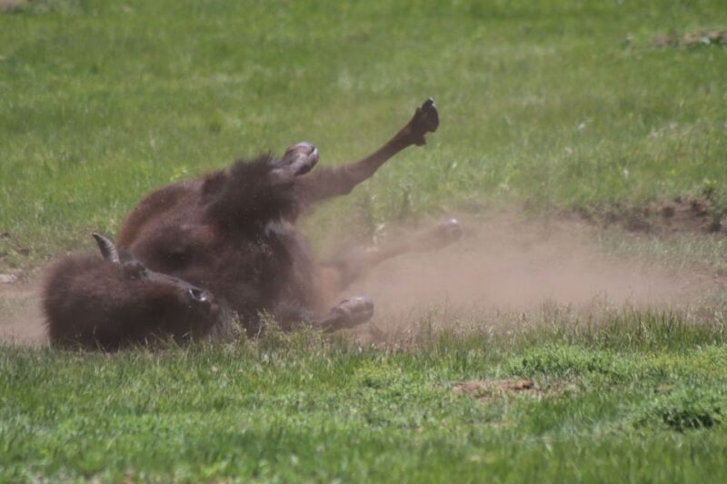 Rapid City: Black Hills Parks, Monuments & Mount Rushmore - Practical Details & Value