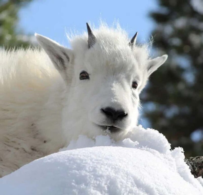 Rapid City: Mount Rushmore Winter Tour - Exploring the Mount Rushmore Winter Tour