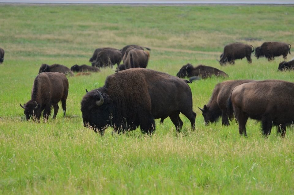 Rapid City: Private Black Hills Monuments Full-Day Tour - Booking Information