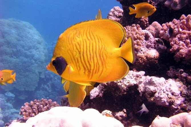 Ras Mohamed National Park by Bus Half Day - Sharm ElSheikh - Snorkeling Experiences