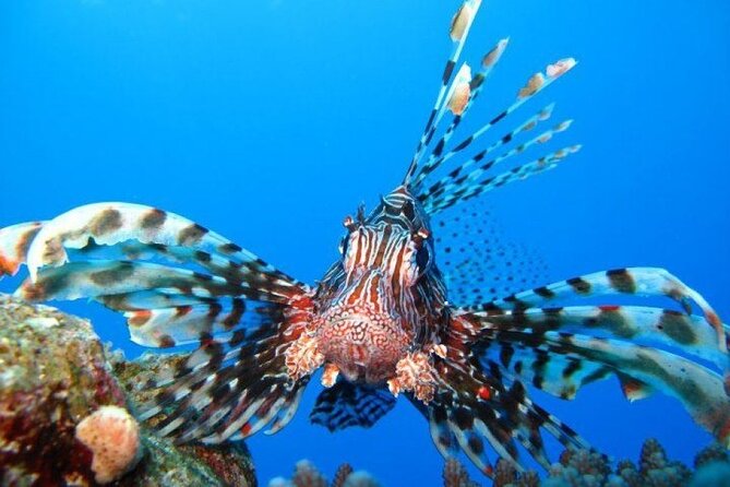 Ras Mohammed Diving Day Trip From Sharm El-Sheikh - Frequently Asked Questions