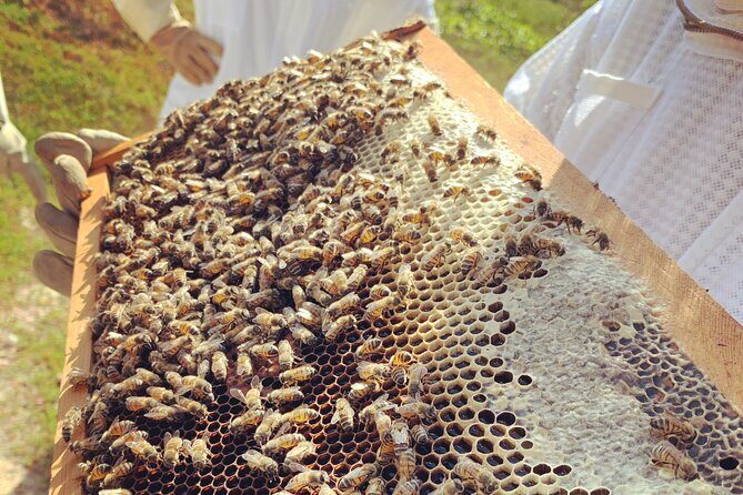 Reagans Honey Beekeeping Adventure - The Sum Up: A Truly Unique Cayman Experience