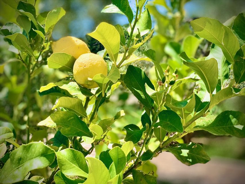 Real Farmers Lunch at Olive Farm in the Italian Countryside - Booking Details and Restrictions