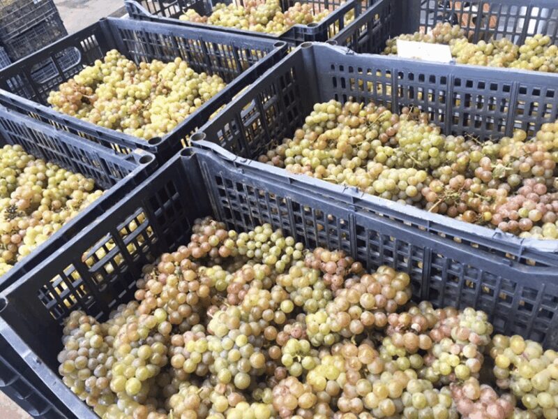 Recorrido + 3 vinos + Maridaje/Tour + 3 wines + Cheese board - Who Will Love This Tour?