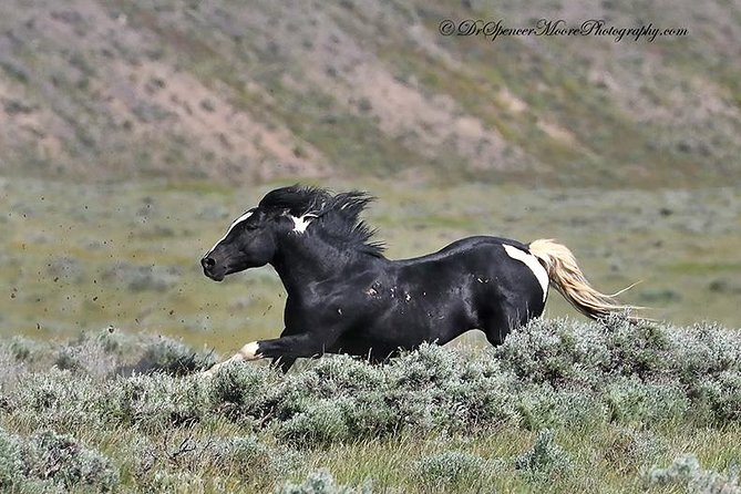 Red Canyon Wild Mustang Van or Bus Tours For Large Groups 5 PM - Customer Reviews and Feedback