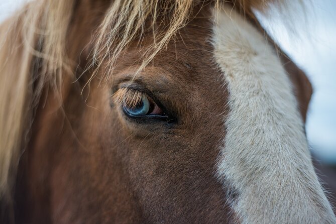 Red Lava Horse Riding Tour From Reykjavik - Pickup and Meeting Information