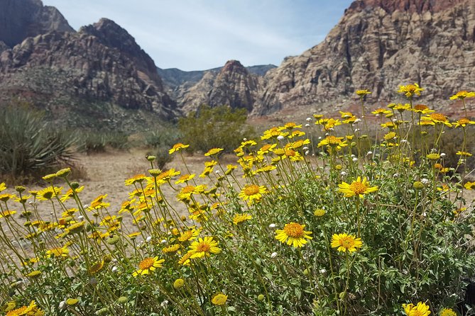 Red Rock Canyon Red E Bike Half-Day Tour - Additional Information