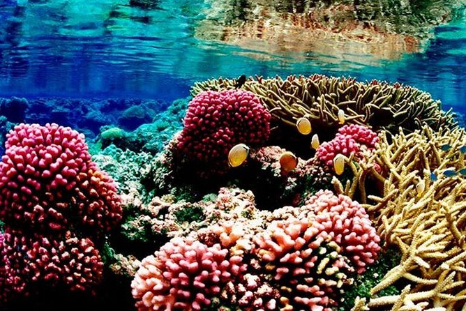 Red Sea: Semi Submarine Trip & Snorkeling - Snorkeling Adventure in Hurghada