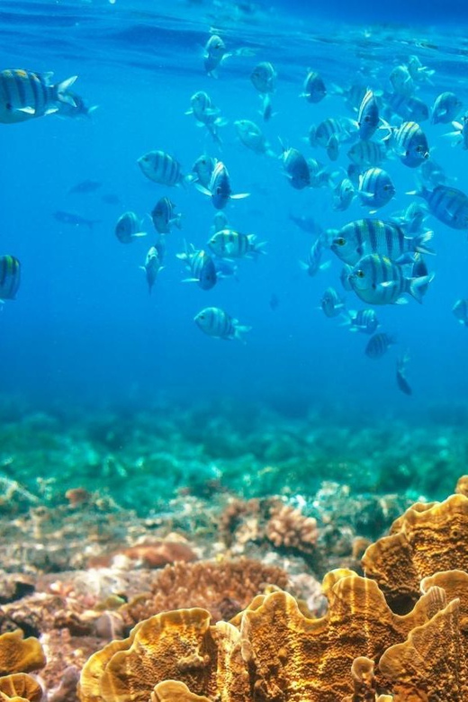 RedRiverTour - Discovery 3 Islets, Snorkeling By Speedboat - Experience Highlights