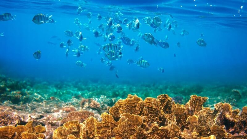RedRiverTour - Discovery 3 Islets, Snorkeling By Speedboat - Inclusions and Exclusions