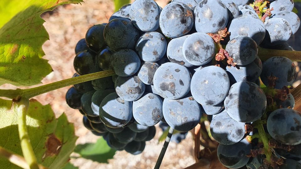 Reduced Mobility Visit the Douro Valley From Porto - Included
