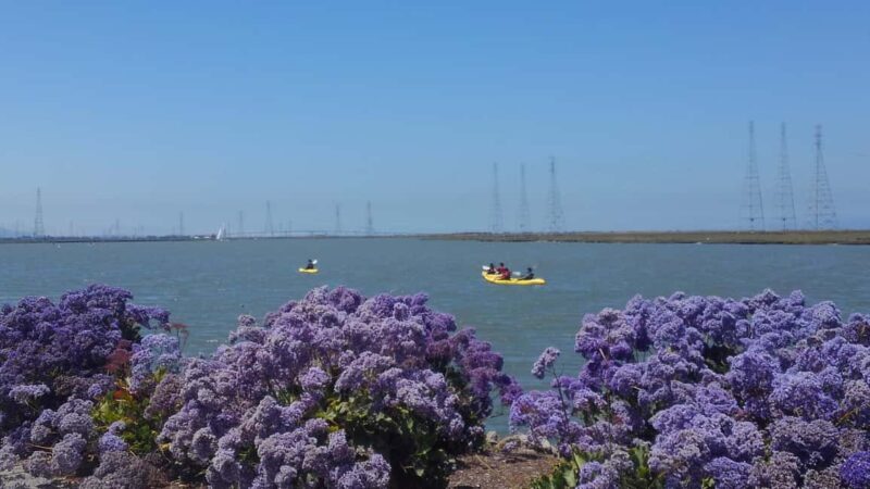 Redwood City: Kayak Rental - A Closer Look at the Redwood City Kayak Experience